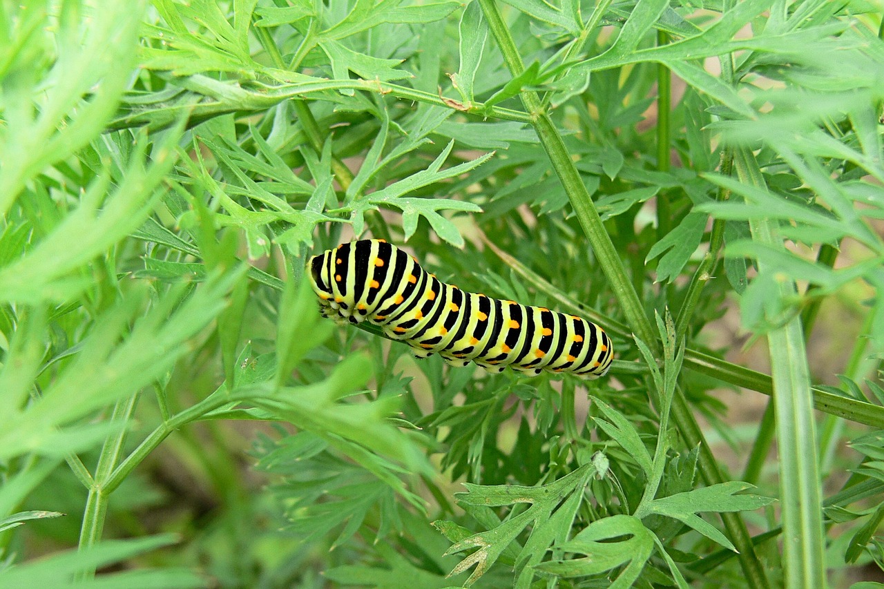 dovetail nature caterpillar free photo