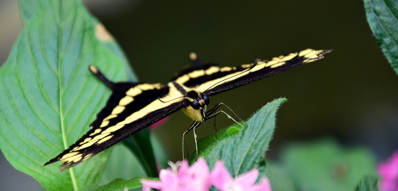 dovetail papilio machaon butterfly free photo