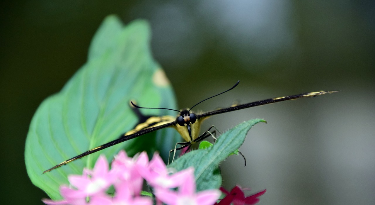 dovetail papilio machaon butterfly free photo