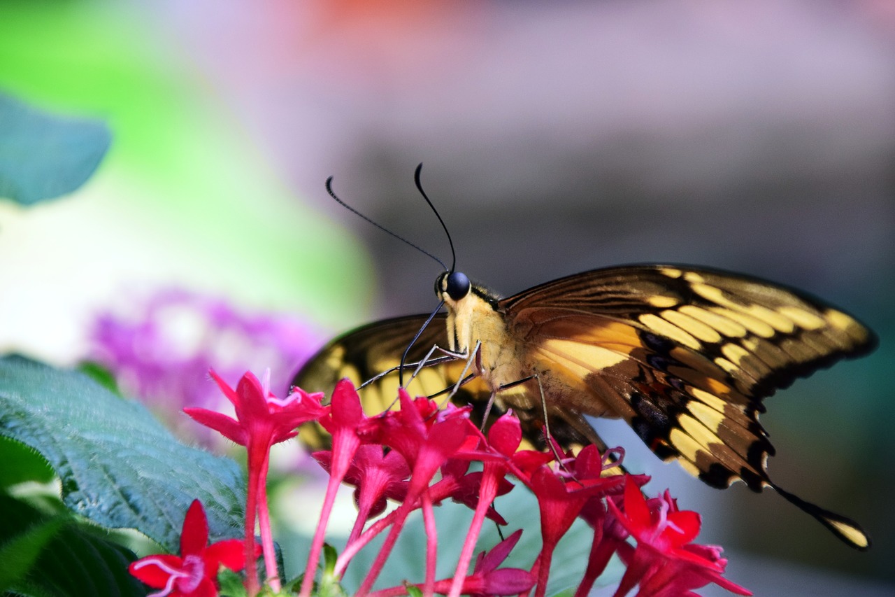 dovetail papilio machaon butterfly free photo