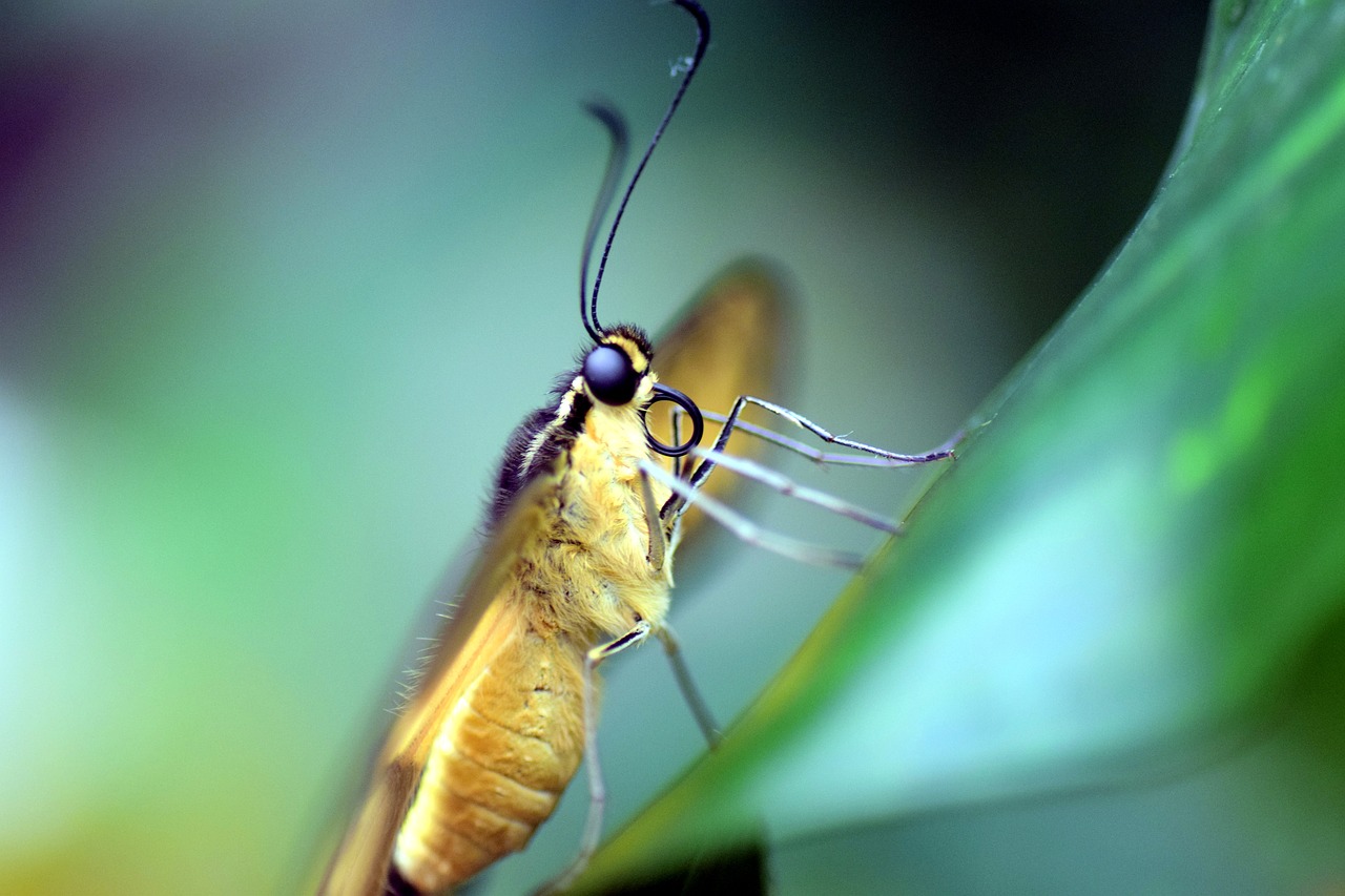 dovetail papilio machaon butterfly free photo