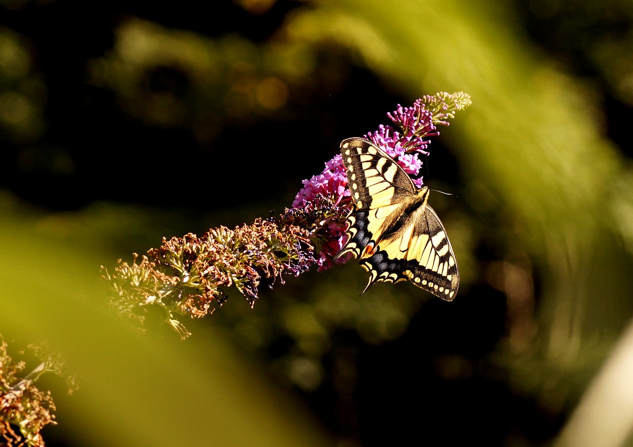 Edit free photo of Dovetail,butterfly,nature,animal,insect - needpix.com