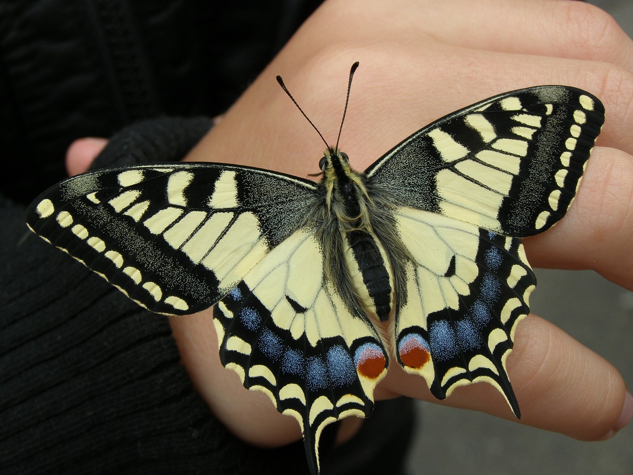 dovetail butterfly nature free photo