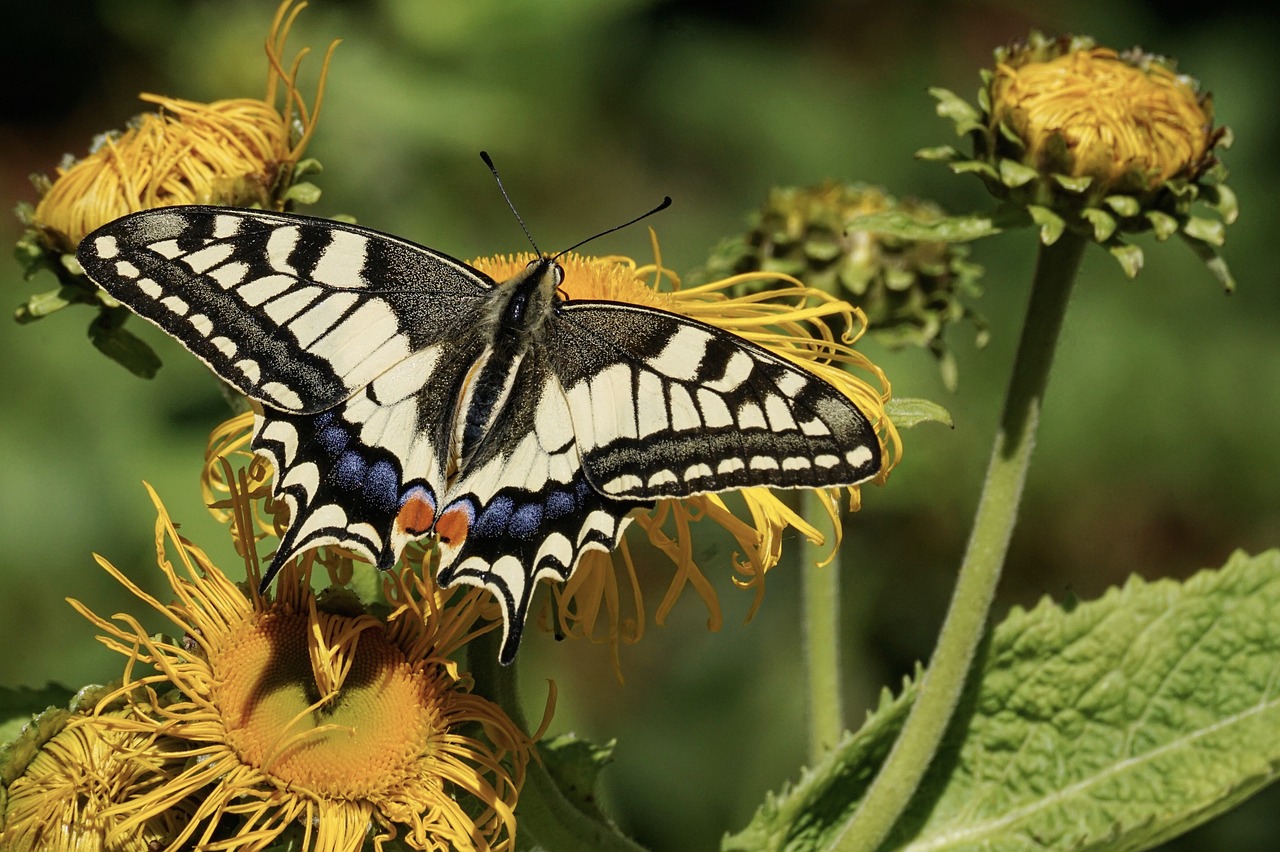 dovetail  butterfly  nature free photo