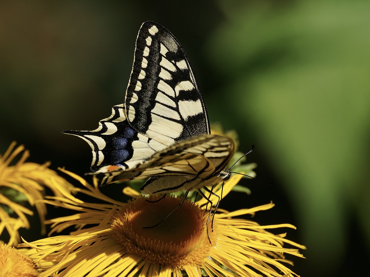 dovetail  butterfly  wing free photo