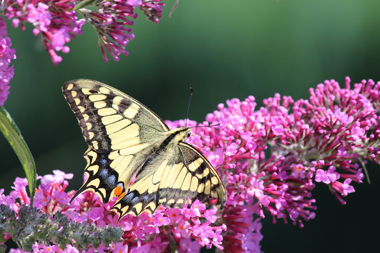 dovetail  butterfly  nature free photo