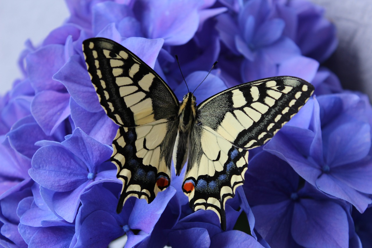 dovetail  butterfly  hydrangea free photo