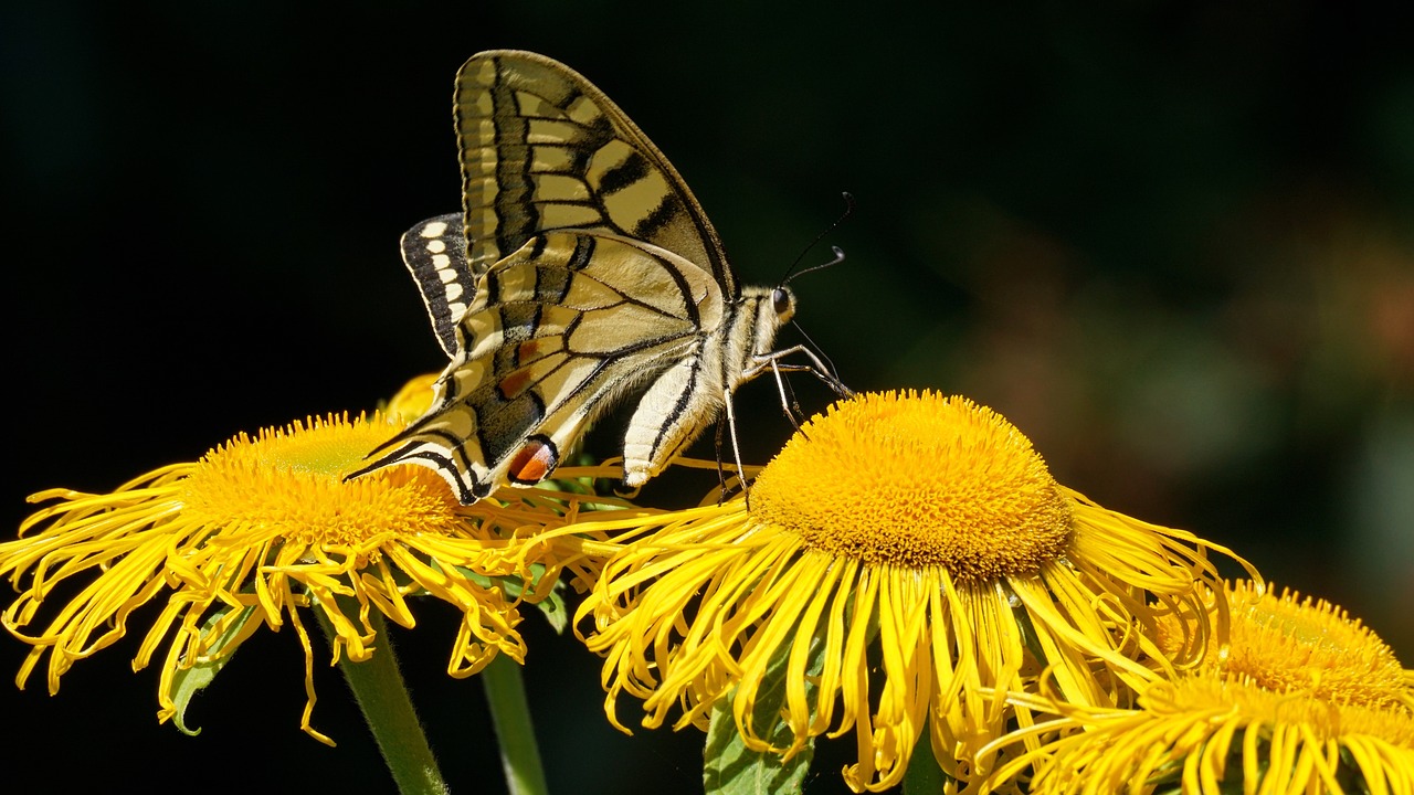 dovetail  butterfly  flowers free photo