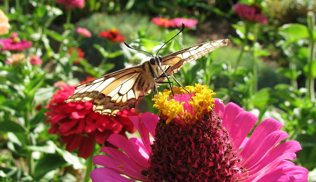 dovetail  butterfly  close up free photo