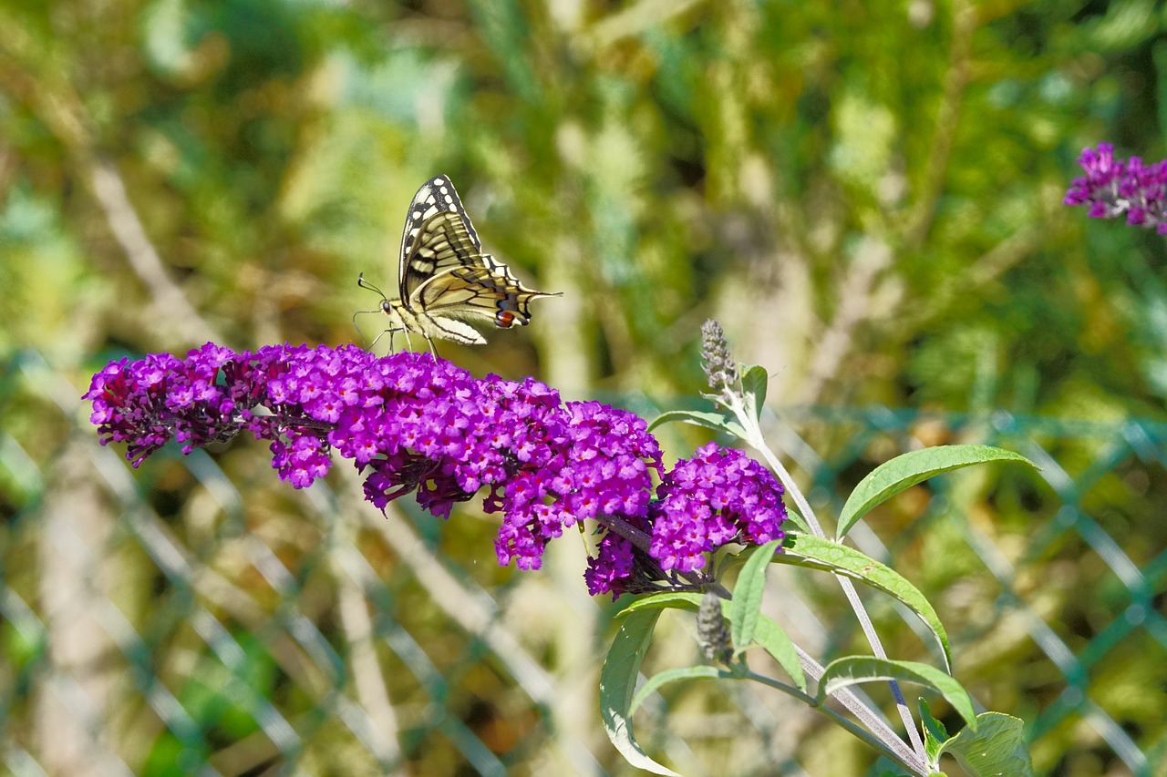 dovetail  flower  nature free photo