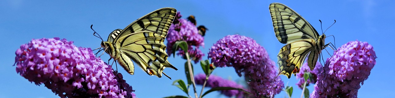 dovetail  insect  nature free photo