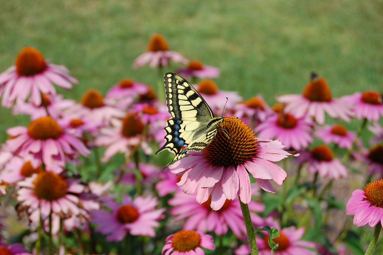 dovetail  summer  coneflower free photo