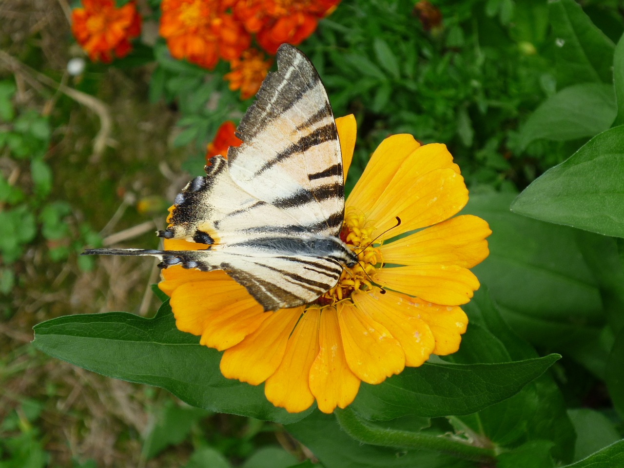 dovetail butterfly marigold free photo