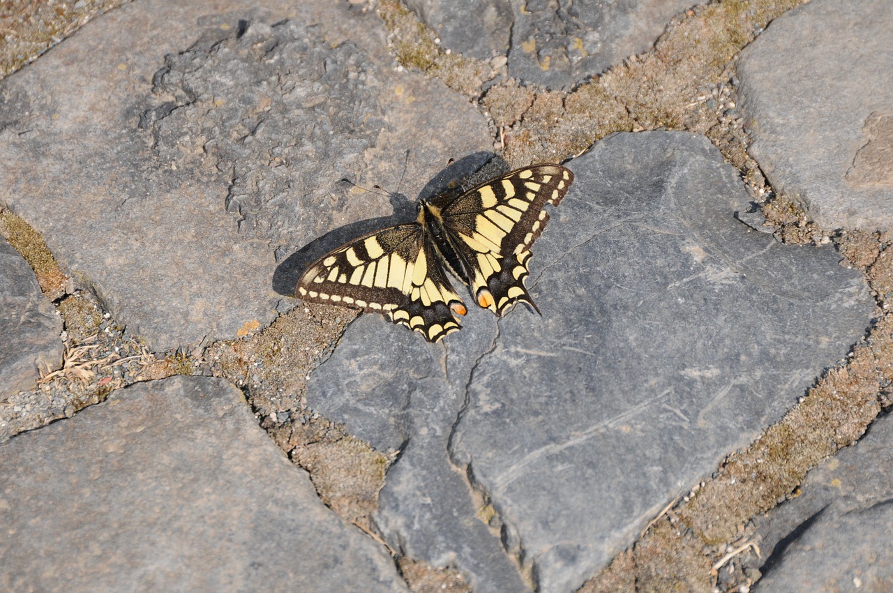 dovetail butterfly paving stones free photo