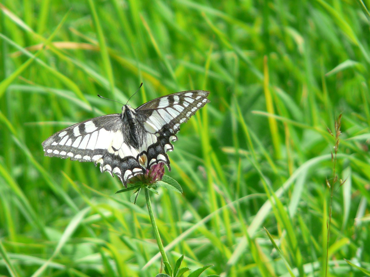 dovetail butterfly swallowtail butterflies free photo