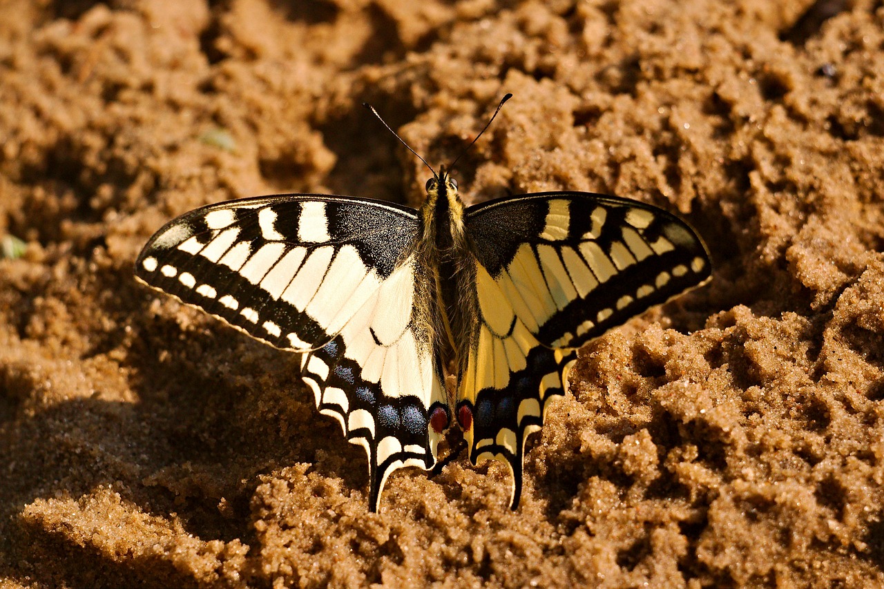 dovetail butterfly sand free photo