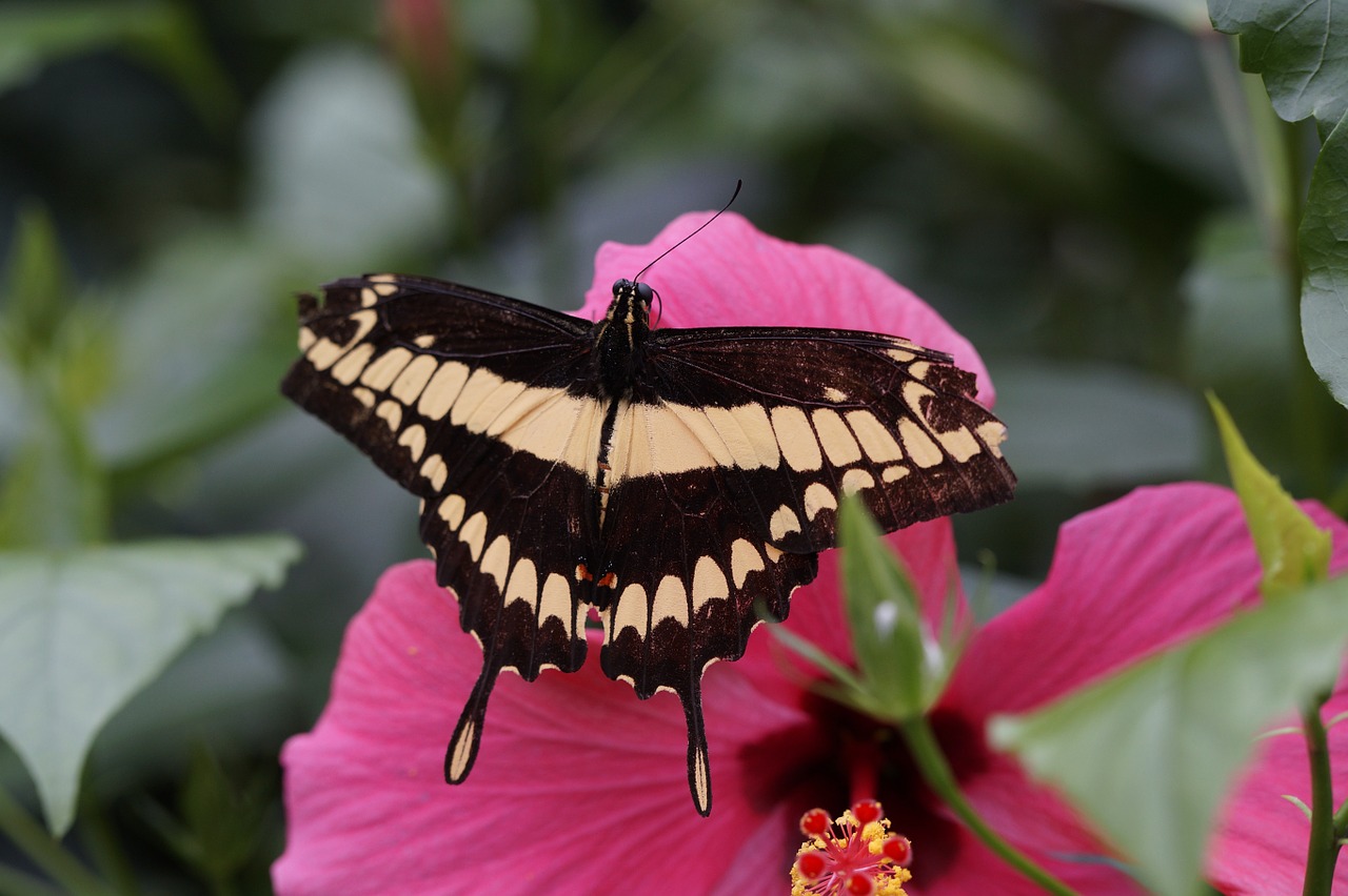 dovetail butterfly blossom free photo