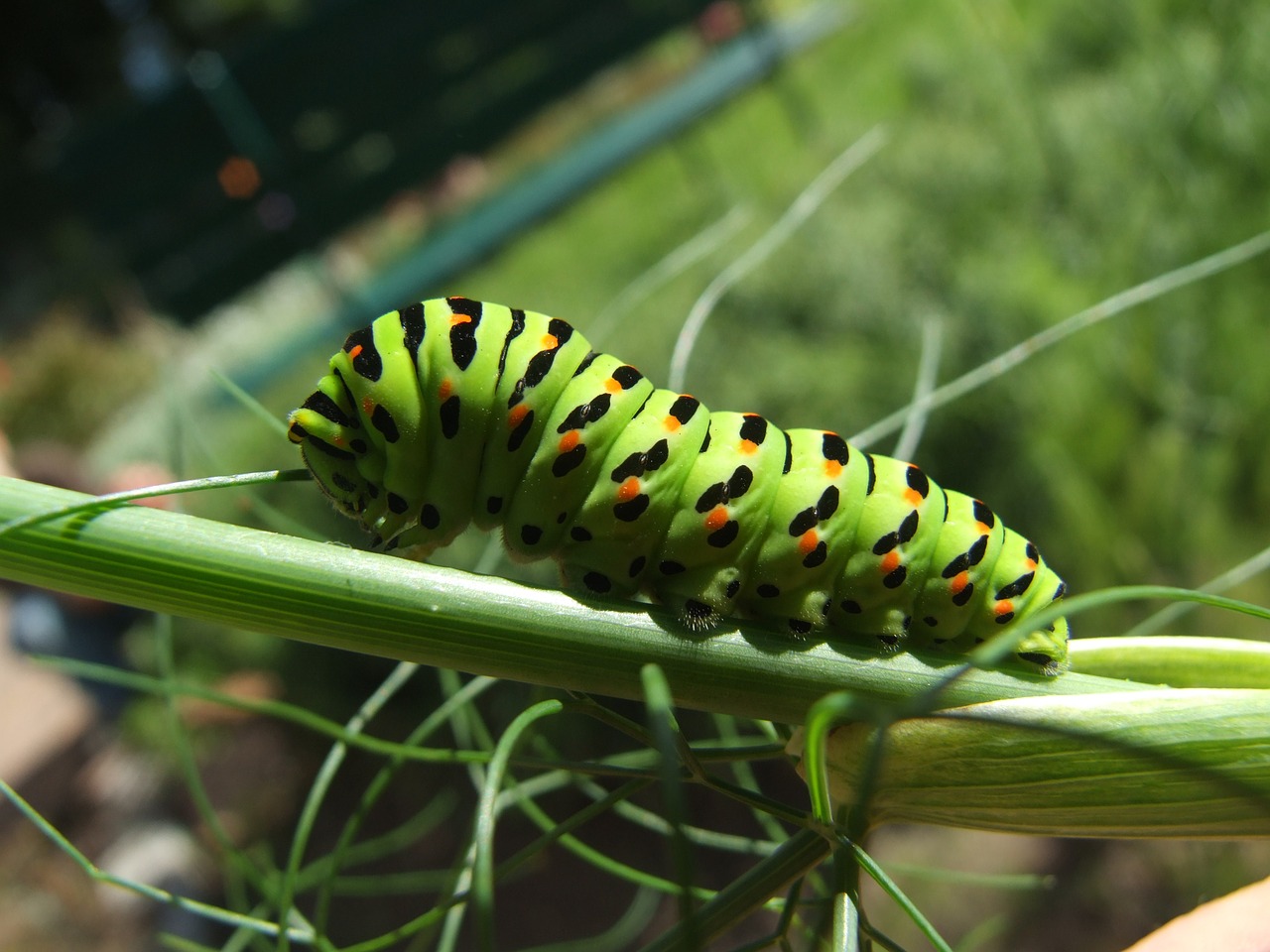 dovetail caterpillar close free photo