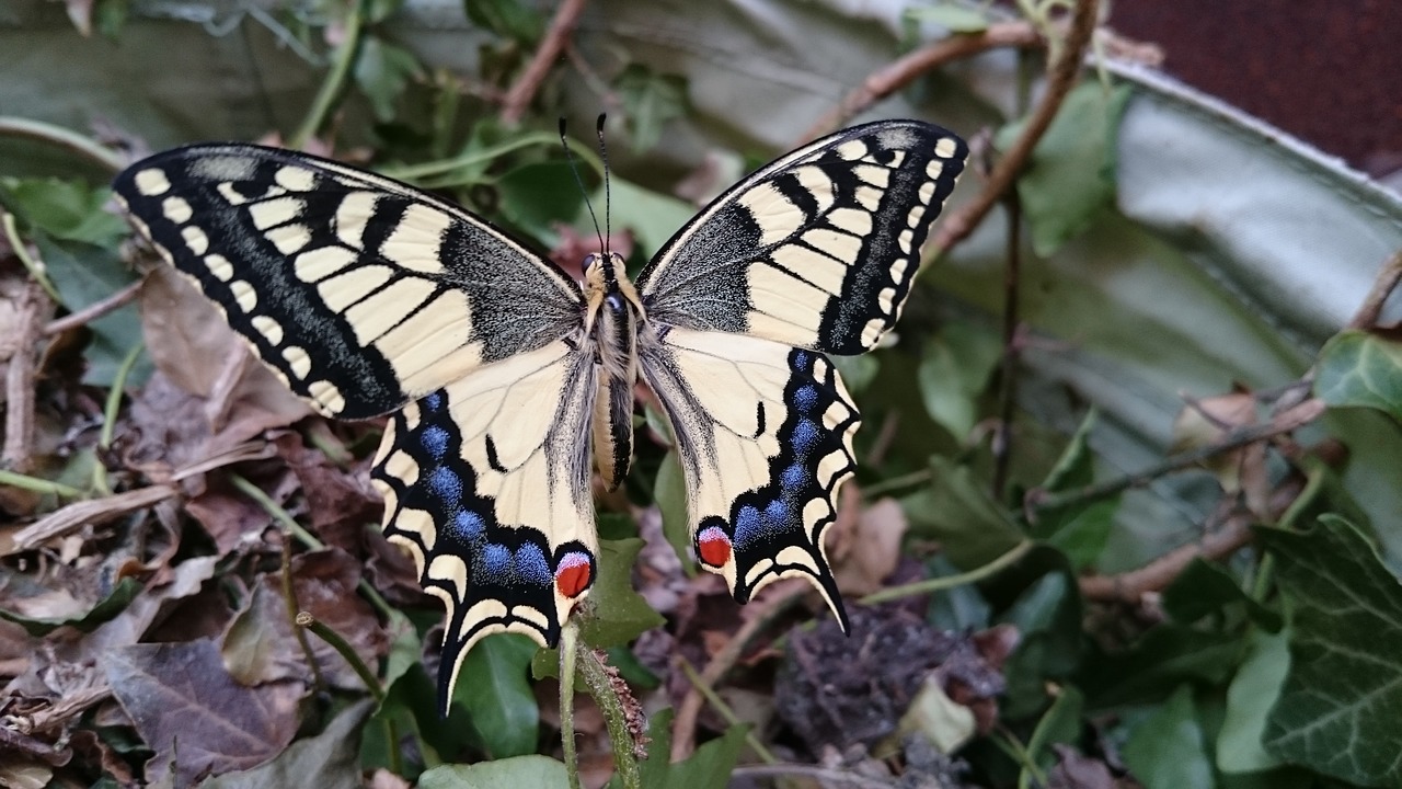 dovetail butterfly garden free photo