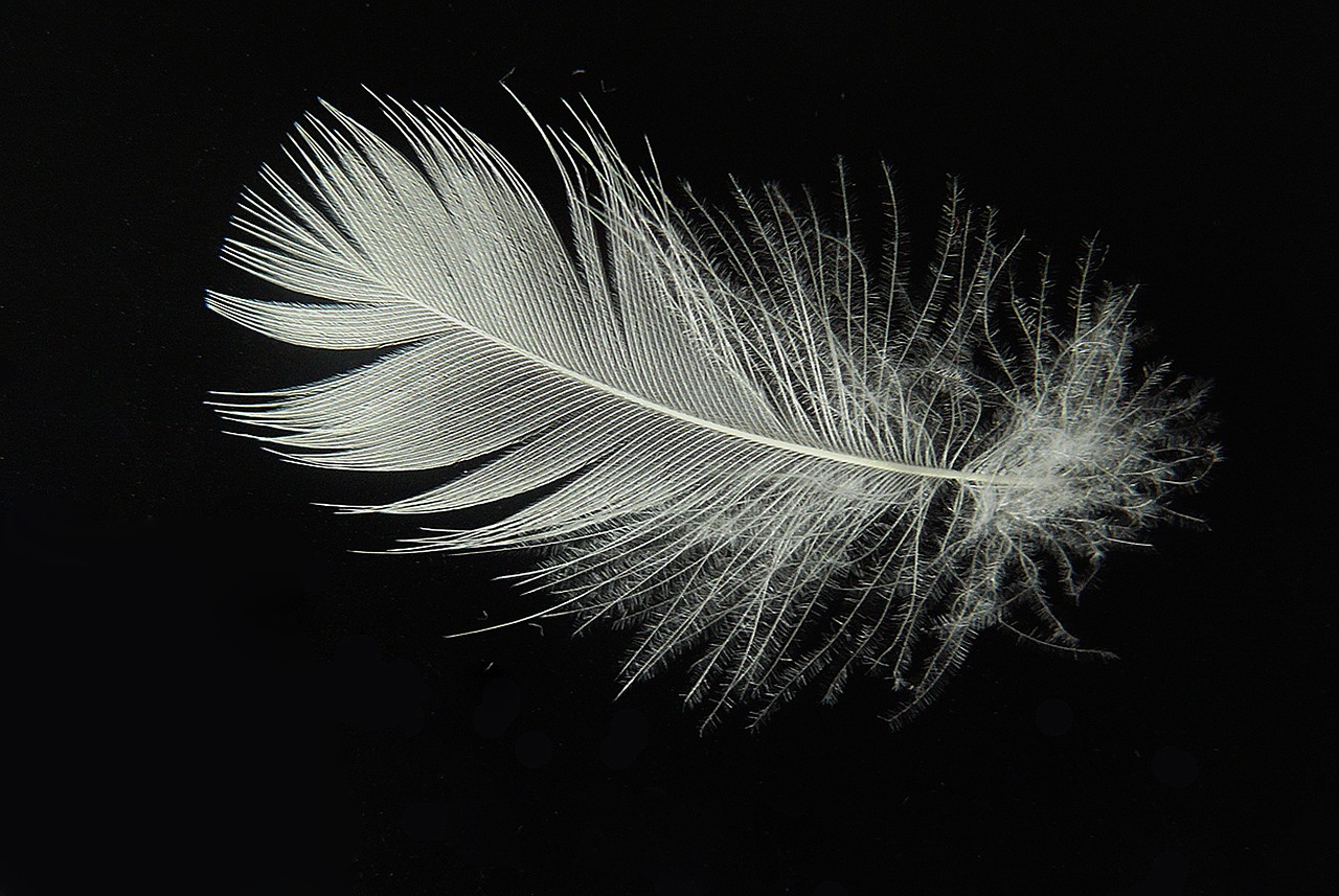 down feather lightweight free photo