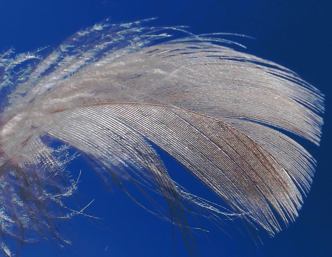 down  feather  lightweight free photo