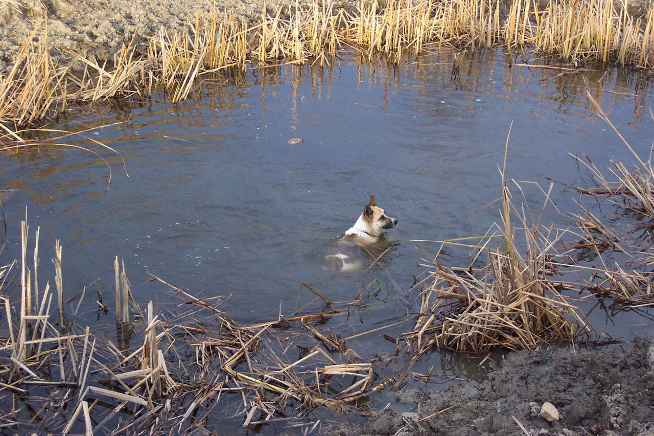 akita shepard pond free photo