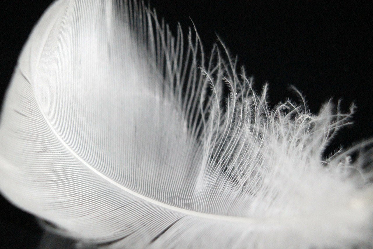 down feather feather soft free photo