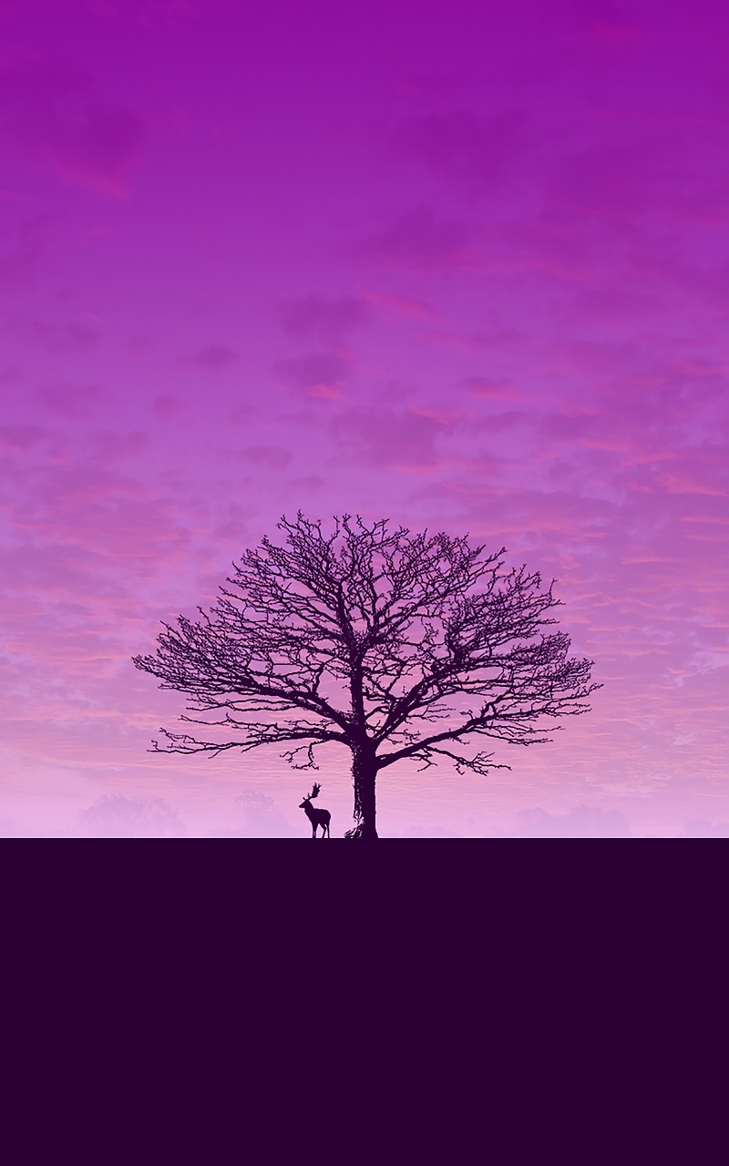 download wallpaper purple free photo