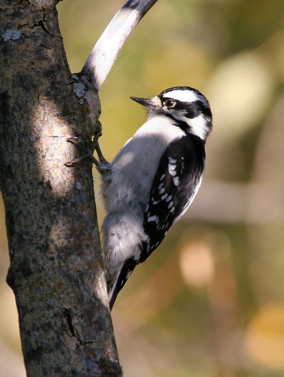 downy bird woodpecker free photo