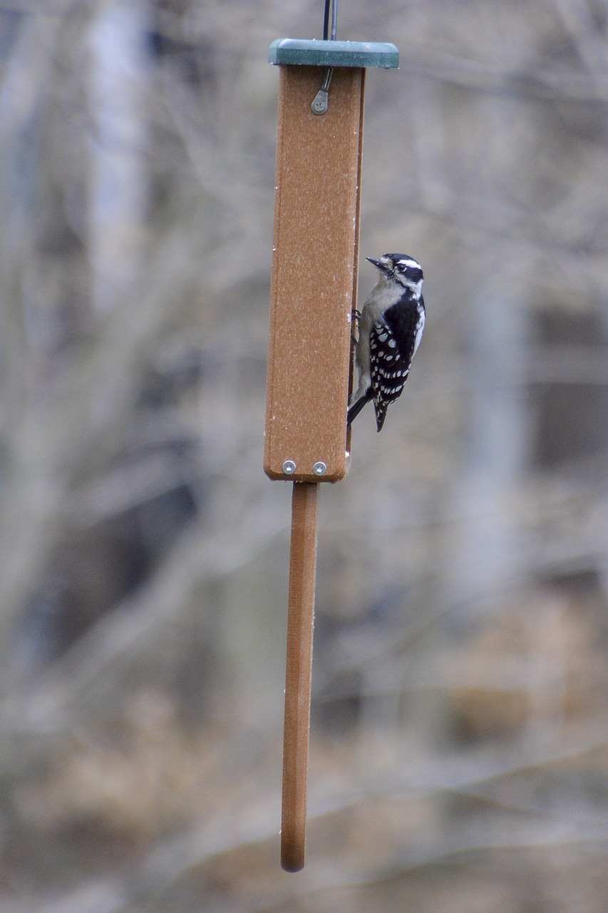 downy  woodpecker  bird free photo