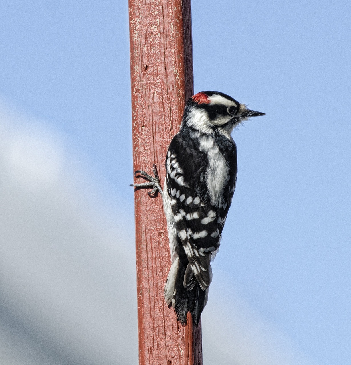 downy woodpecker bird wildlife free photo