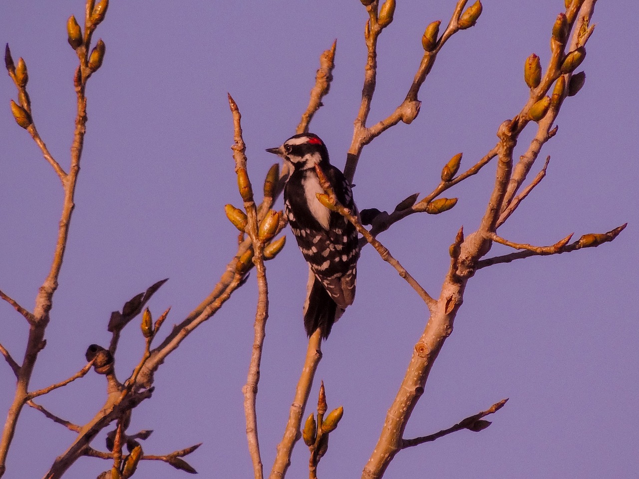 downy woodpecker nature landscape free photo