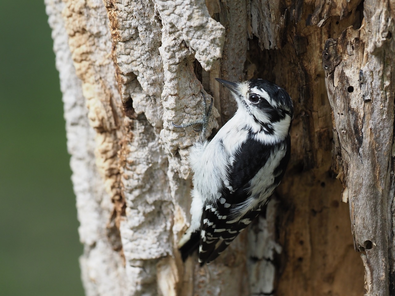downy woodpecker dryobates pubescens bird free photo