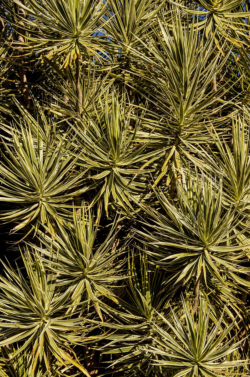 dracaena foliage green free photo