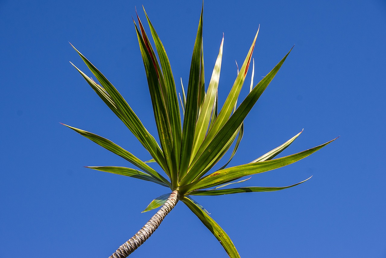 dracaena foliage green free photo