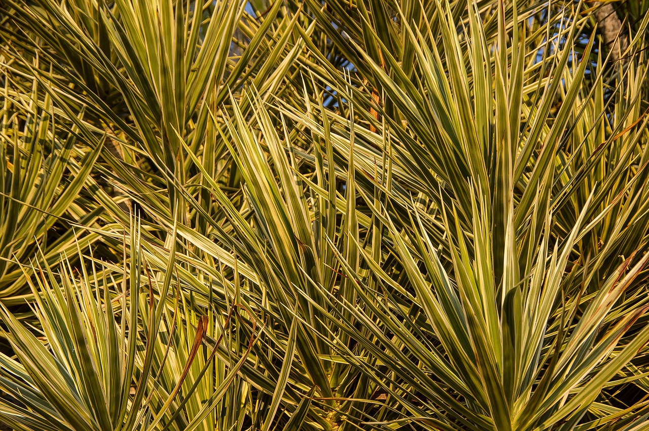 dracaena foliage green free photo