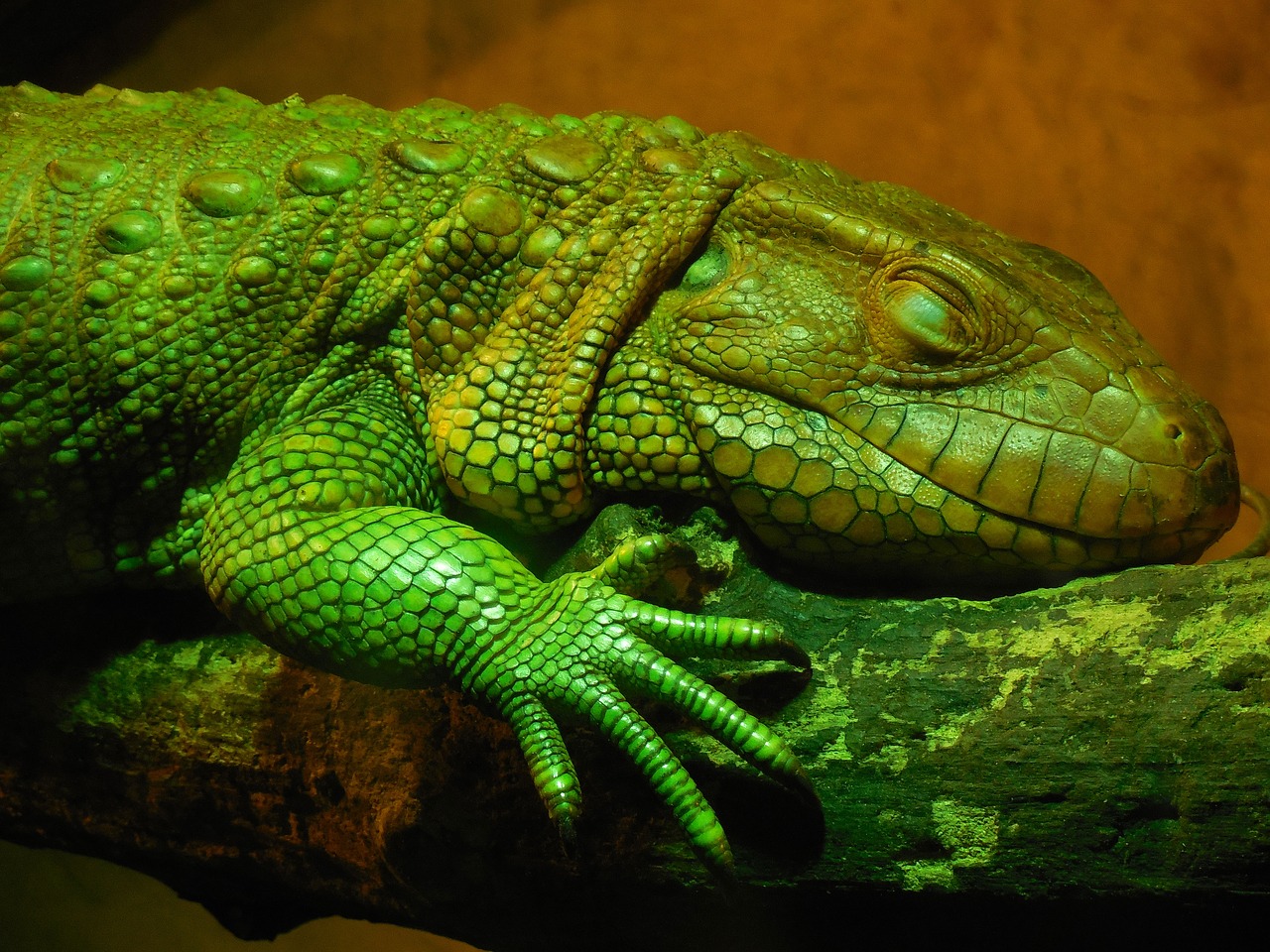 dracena krokodýlovitá  animal  zoo free photo