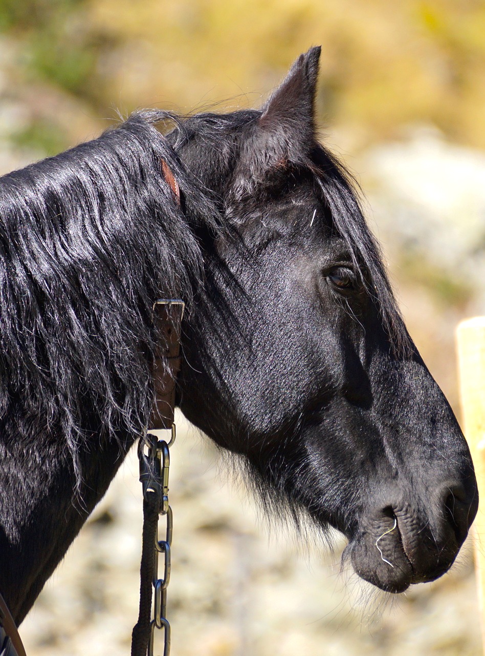 draft horse black stallion free photo