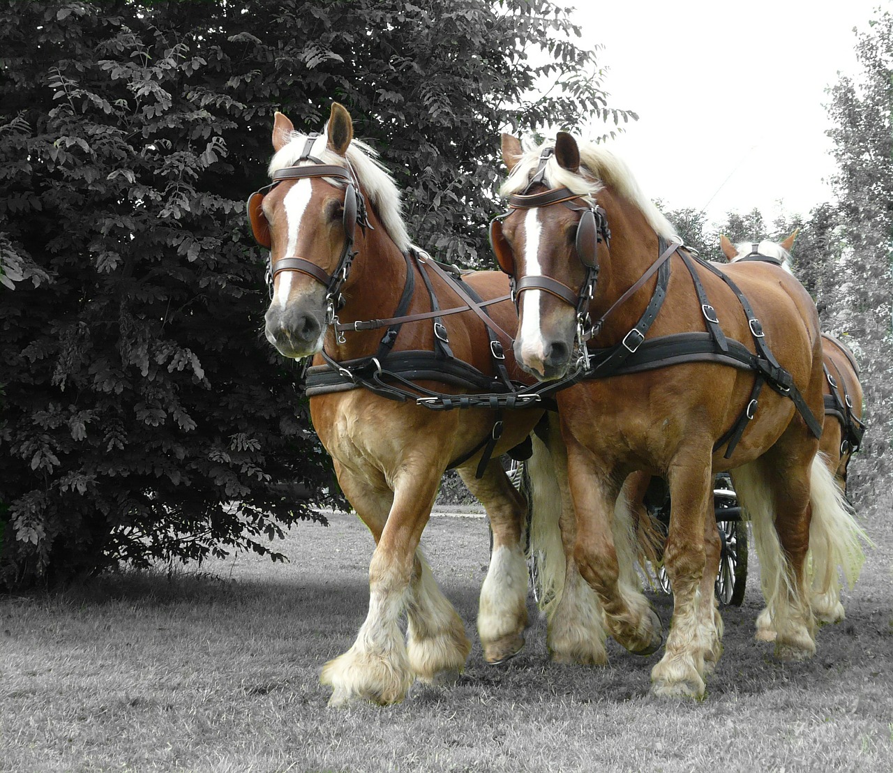 draft horse horse sports free photo