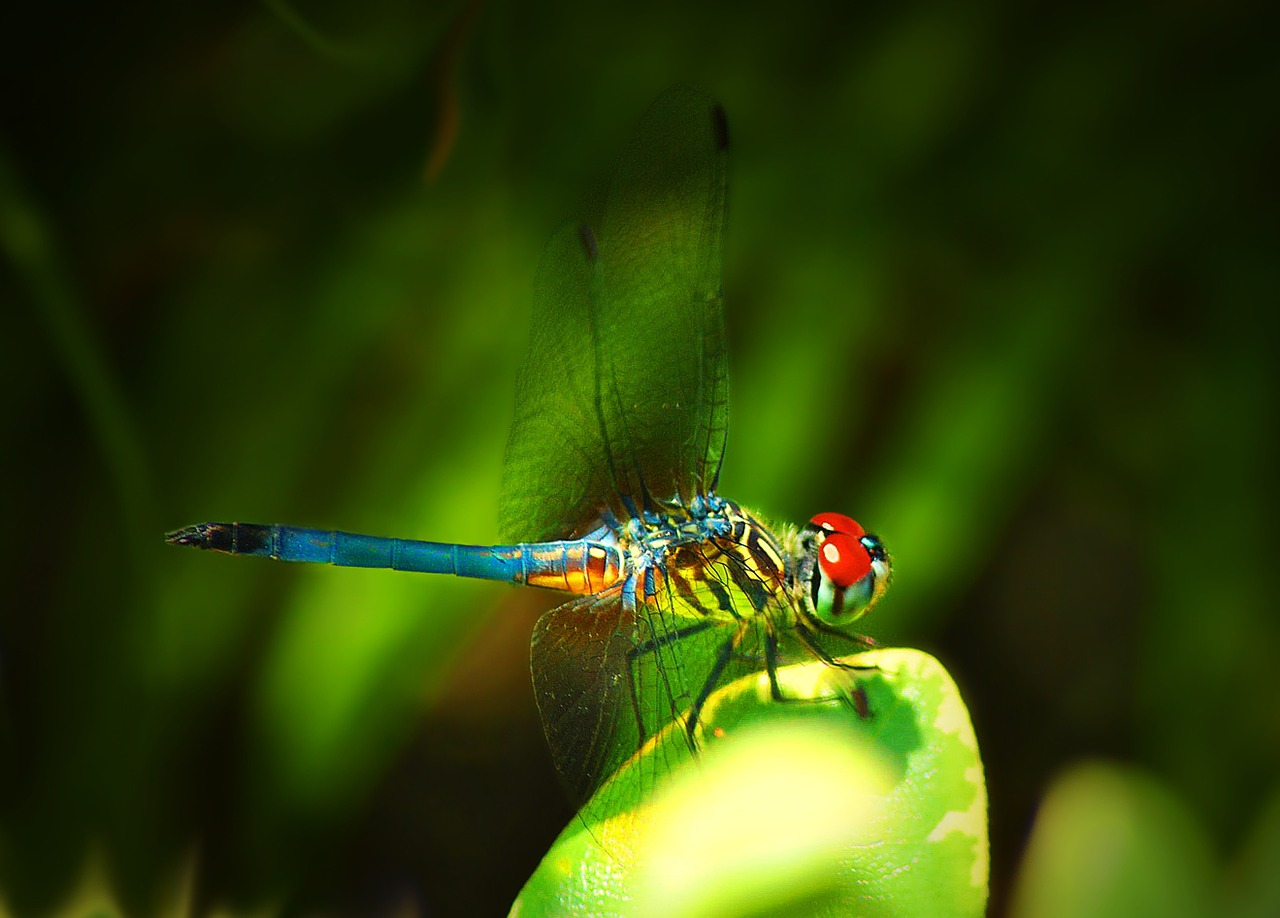 dragonfly insect colorful free photo