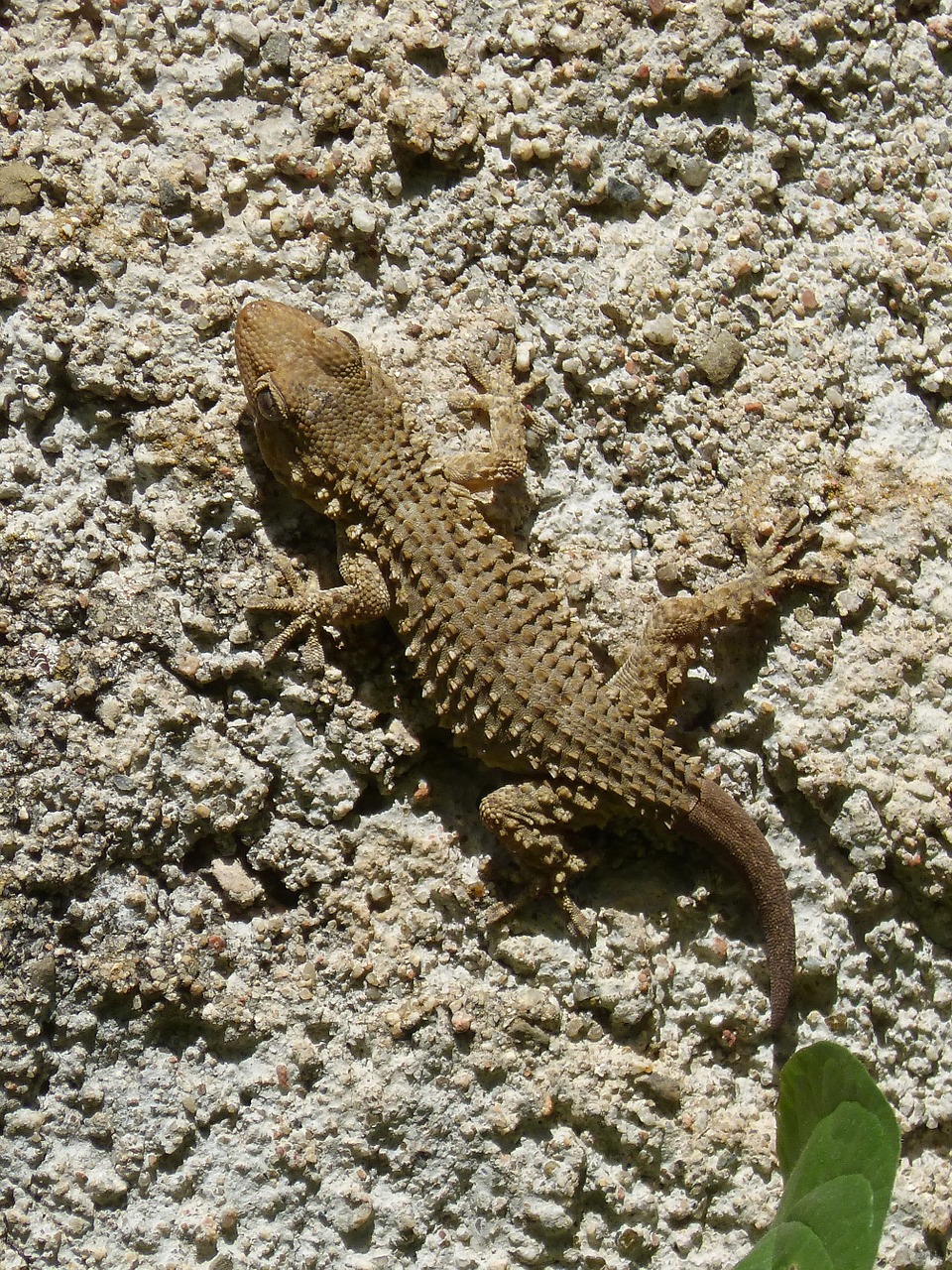 dragon gecko lizard free photo