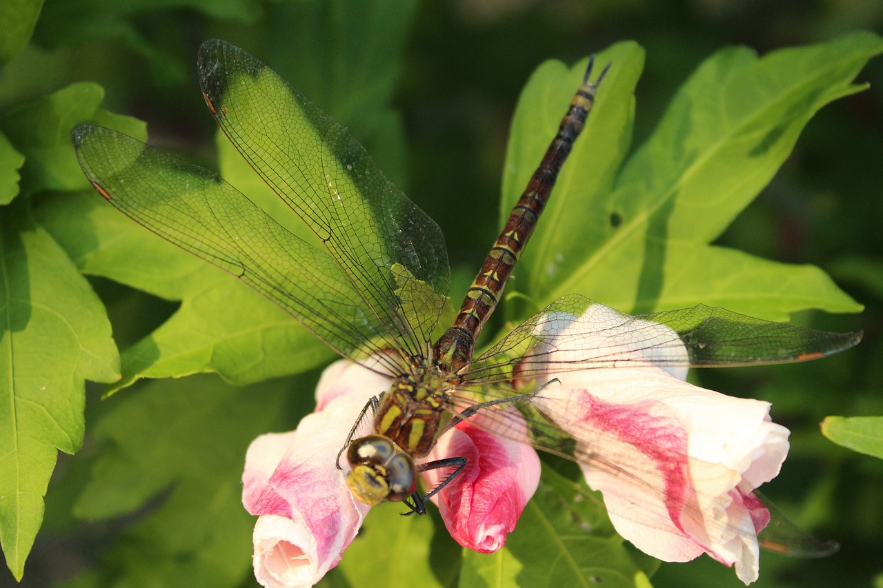 dragon fly insect flower free photo