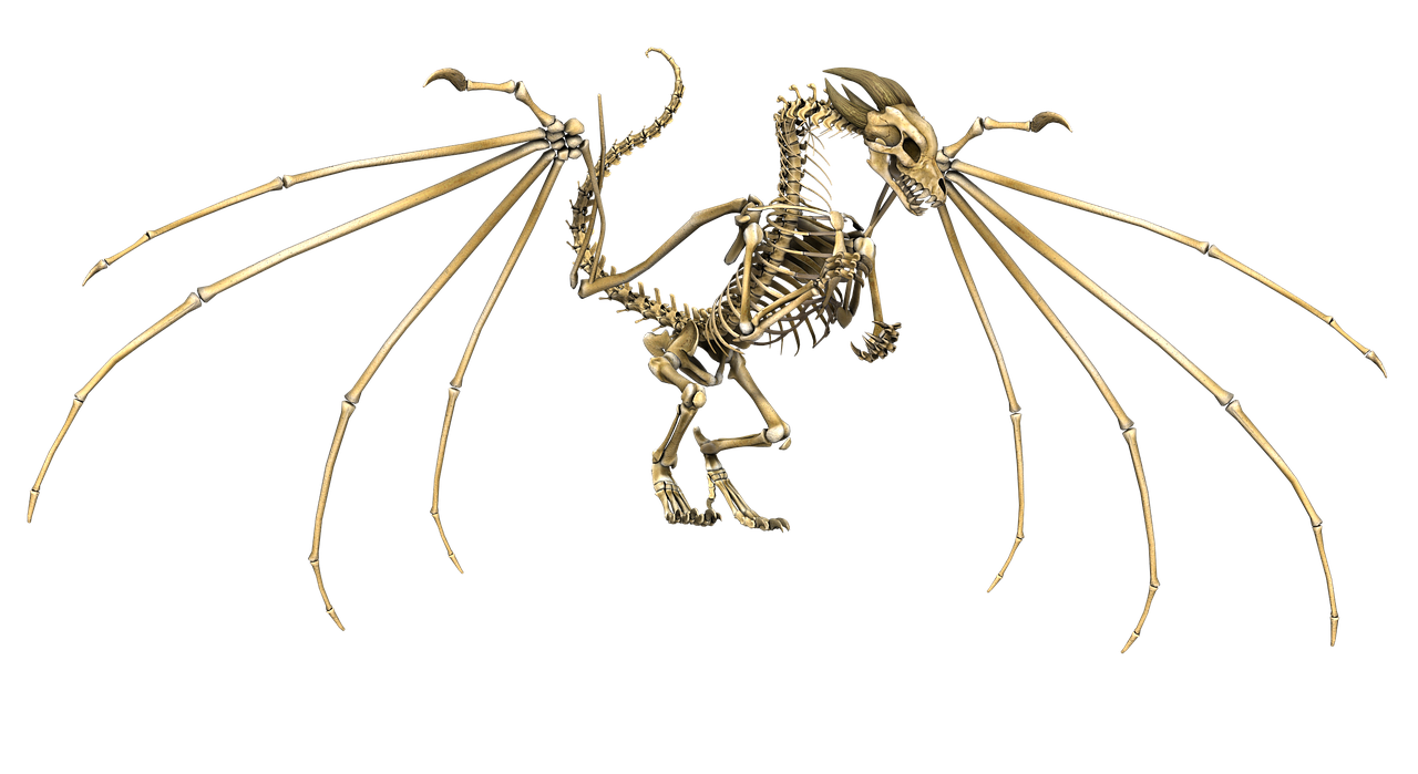 dragon skeleton wings free photo