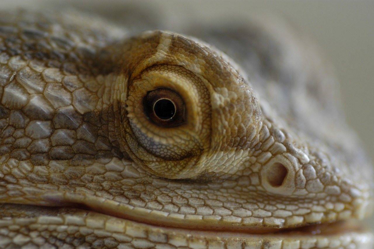 dragon lizard reptiles free photo