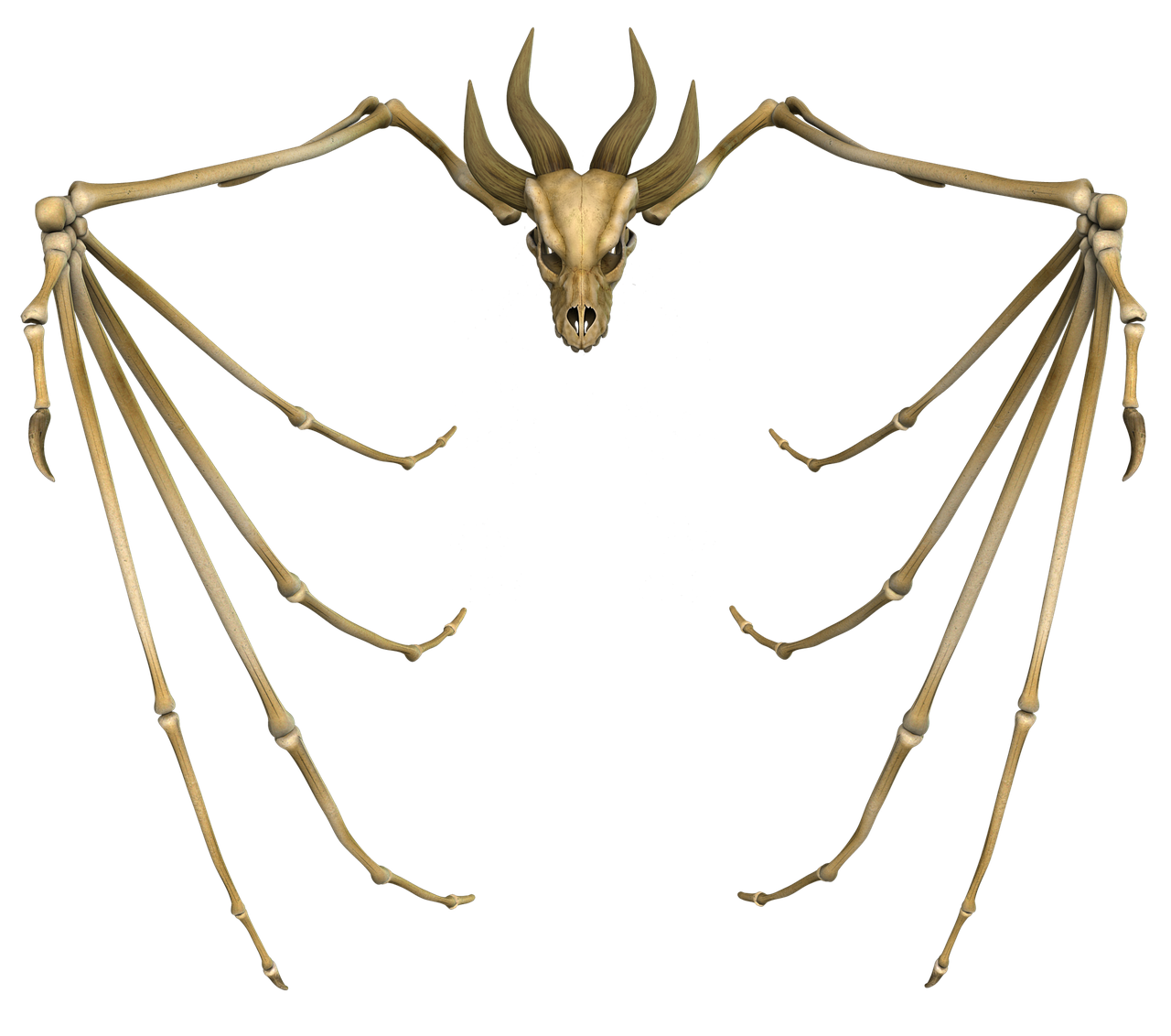 dragon bone skull free photo