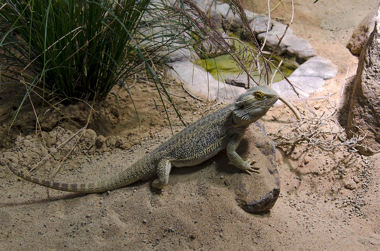 dragon lizard animal free photo