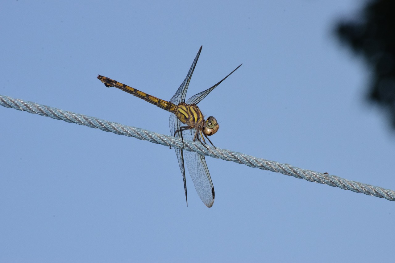 dragon fly dragonfly free photo