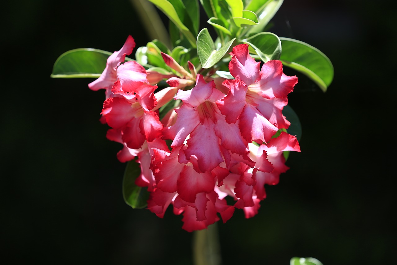 dragon desert flowers free photo