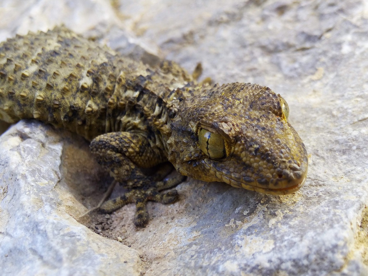 dragon  lizard  gecko free photo