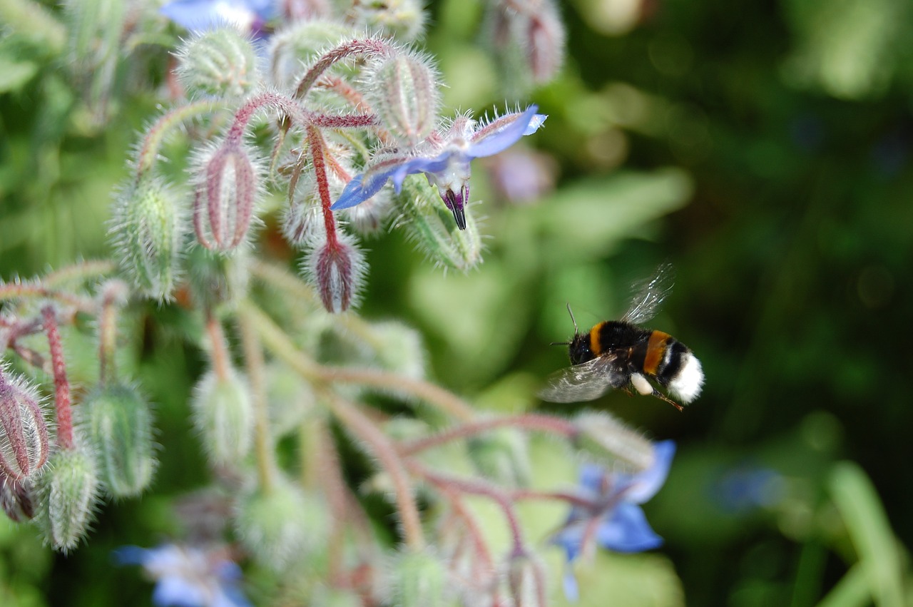 dragon bee insects free photo